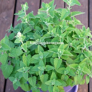 50 Hạt - Hạt Giống Bạc Hà Capnit ( dành cho mèo )