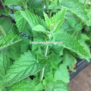 50 Hạt - Hạt Giống Bạc Hà Capnit ( dành cho mèo )