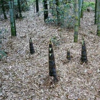 Hạt  giống tre Moso cho Măng  -Moso bamboo seeds-25viên