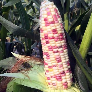 Hạt Giống Bắp Nếp Tím Siêu Dẻo - Bi-color Corn Seeds-10viên