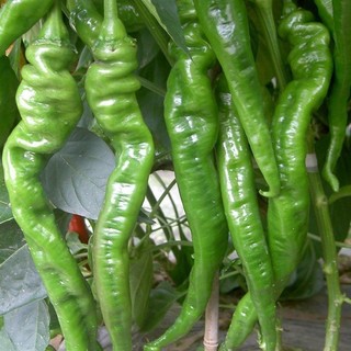 Hạt Giống  Ớt Siêu - Screw Pepper Seeds-100Hạt
