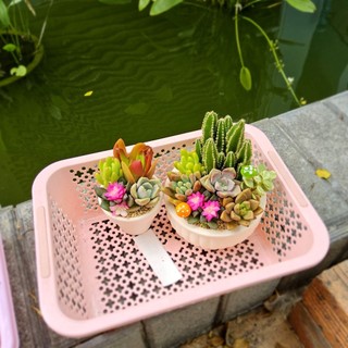 ​✨ [Mẫu Đại] Sen Đá Mix Yêu Thương Size 12x7cm - Trồng Sẵn Chậu Thiết Kế - Quà Tặng Sang Trọng - MẦM NẮNG GARDEN ✨