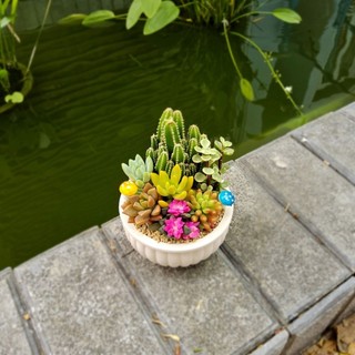 ​✨ [Mẫu Đại] Sen Đá Mix Yêu Thương Size 12x7cm - Trồng Sẵn Chậu Thiết Kế - Quà Tặng Sang Trọng - MẦM NẮNG GARDEN ✨