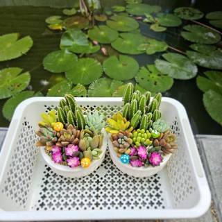 ​✨ [Mẫu Đại] Sen Đá Mix Yêu Thương Size 12x7cm - Trồng Sẵn Chậu Thiết Kế - Quà Tặng Sang Trọng - MẦM NẮNG GARDEN ✨