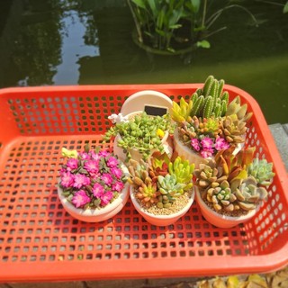 ​✨ [Mẫu Đại] Sen Đá Mix Yêu Thương Size 12x7cm - Trồng Sẵn Chậu Thiết Kế - Quà Tặng Sang Trọng - MẦM NẮNG GARDEN ✨