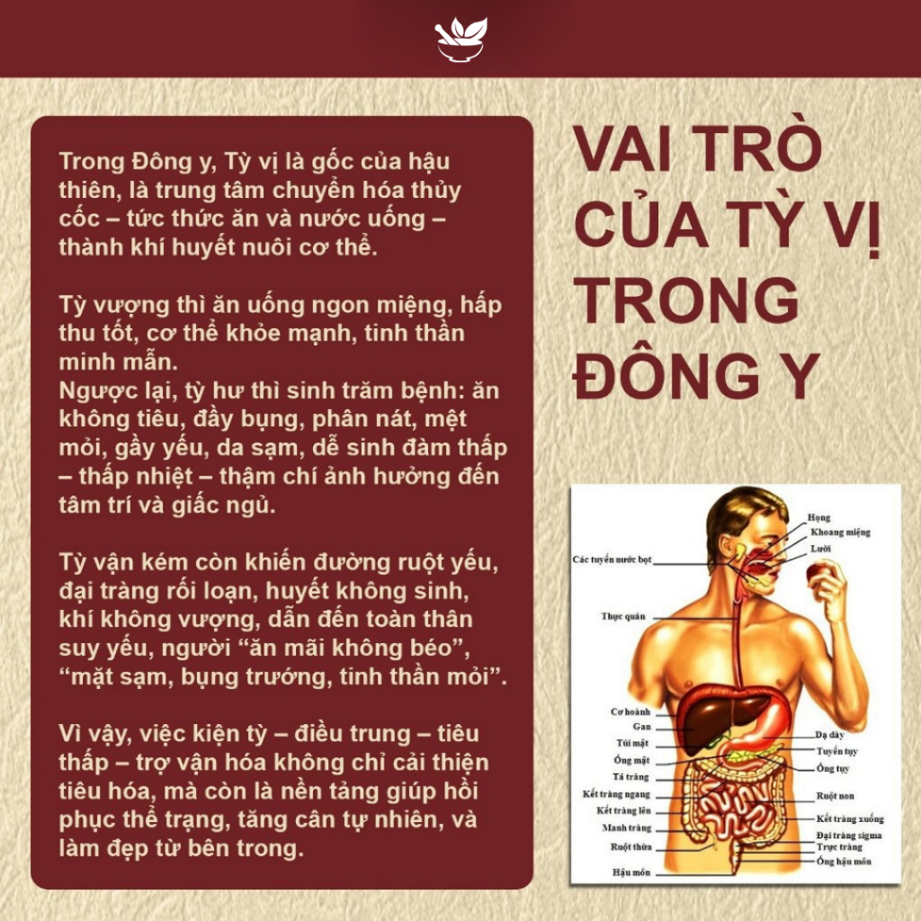 Trà Kiện Tỳ Vận Hóa Tốt -  Cải Thiện Đầy Hơi Khó Tiêu, Ăn Uống Dễ Chịu, Tăng Khả Năng Hấp Thu, Giữ Dáng Cân Đối Tự Nhiên