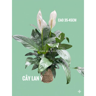 Chậu Tự Dưỡng/Chậu Thuỷ Sinh/Chậu nước Cây Lan Ý - Cây Lan Như Ý - Spathiphylum Wallisii - Cây Để Bàn  - Vườn Như Ngọc