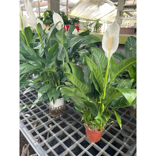 Chậu Tự Dưỡng/Chậu Thuỷ Sinh/Chậu nước Cây Lan Ý - Cây Lan Như Ý - Spathiphylum Wallisii - Cây Để Bàn  - Vườn Như Ngọc