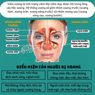 Trà An Xoang thảo mộc - Lụcbinhorganic - Dễ Chịu Vùng Mũi - Phù Hợp Khi Thời Tiết Thay Đổi