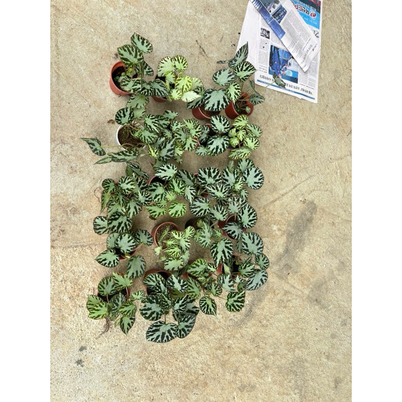 Begonia Silver Jewel decor ( thu hải đường)