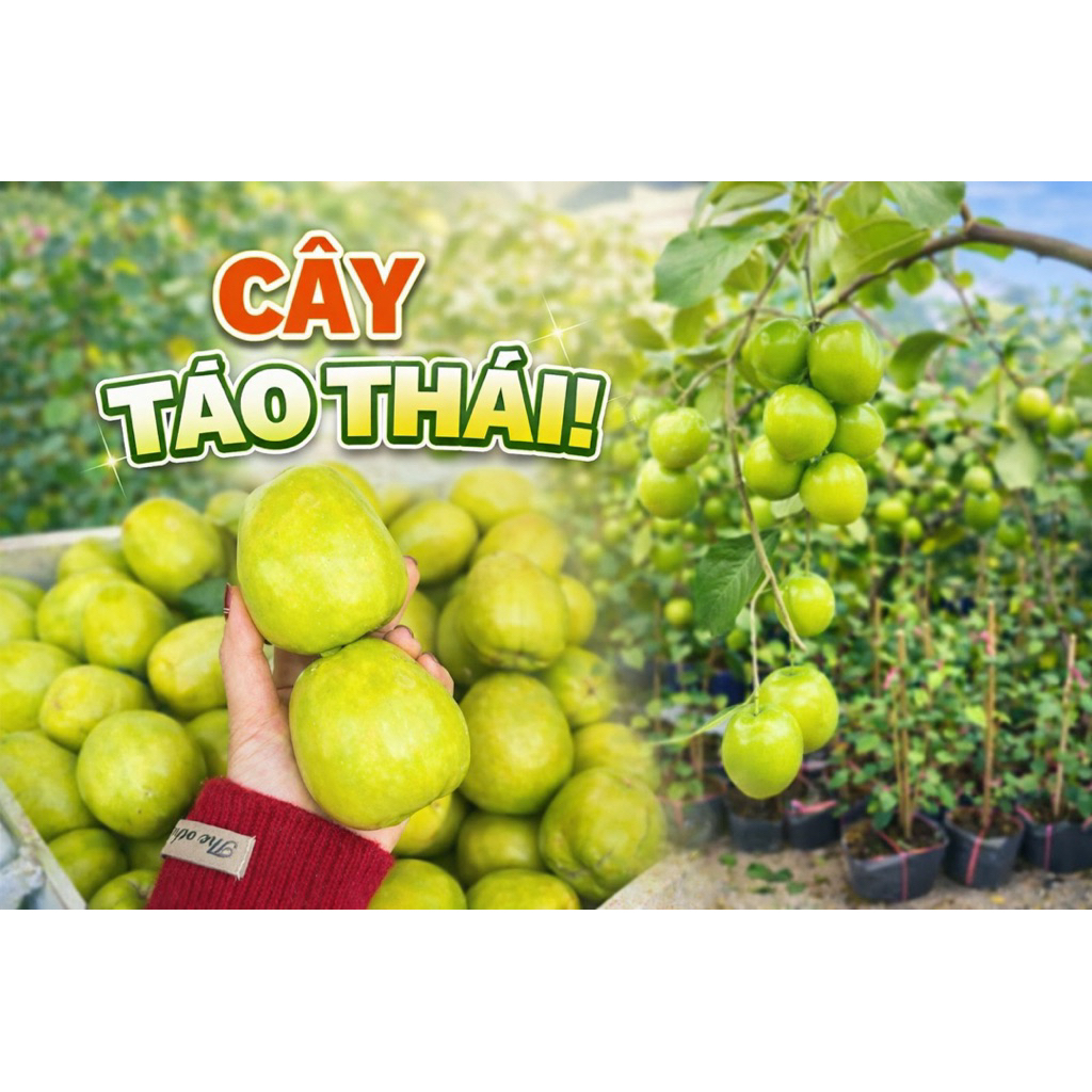CÂY TÁO THÁI – TRÁI TO, GIÒN NGỌT, SAI TRÁI QUANH NĂm.