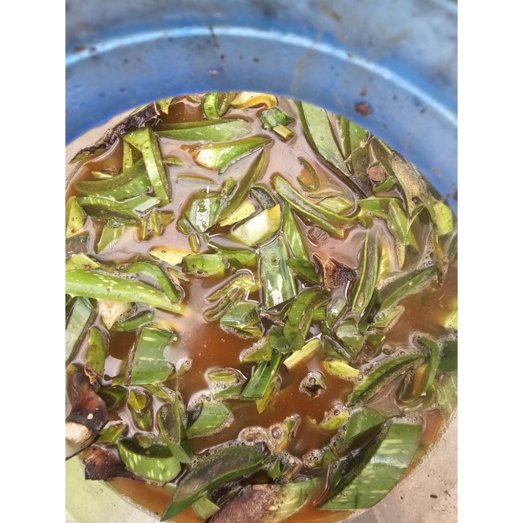 Dịch nha đam -  trồng cây - chai 1l