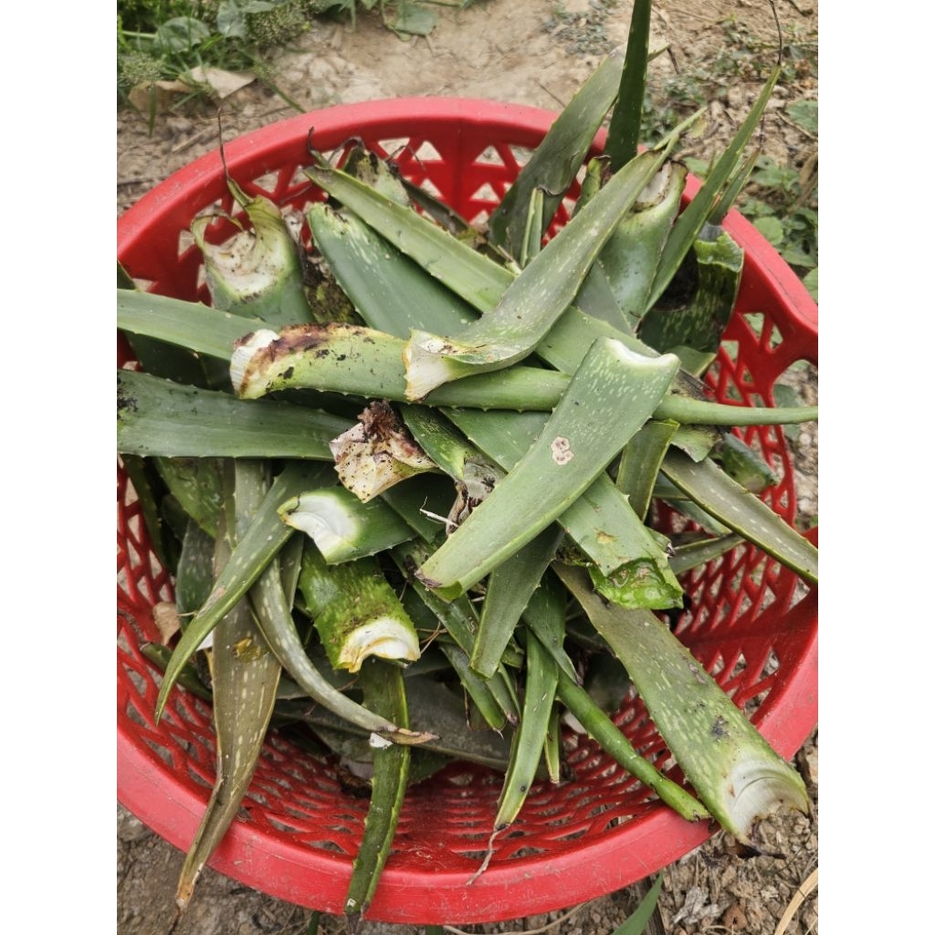Dịch nha đam -  trồng cây - chai 1l