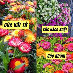 gói hạt giống hoa cúc nhám cực xinh❣️ sống quanh năm