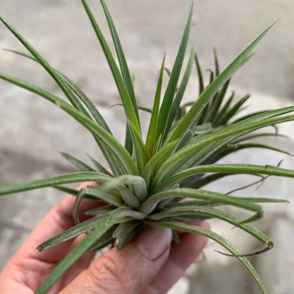 Cây không khí, dễ trồng, trang trí ban công,trong nhà hay bể bán cạn,terrarium, tiểu cảnh