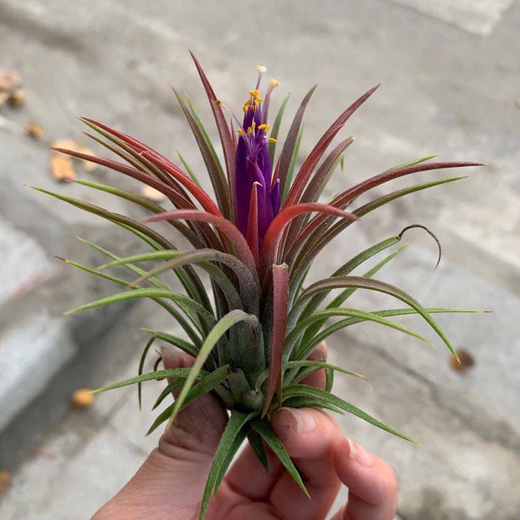 Cây không khí, dễ trồng, trang trí ban công,trong nhà hay bể bán cạn,terrarium, tiểu cảnh