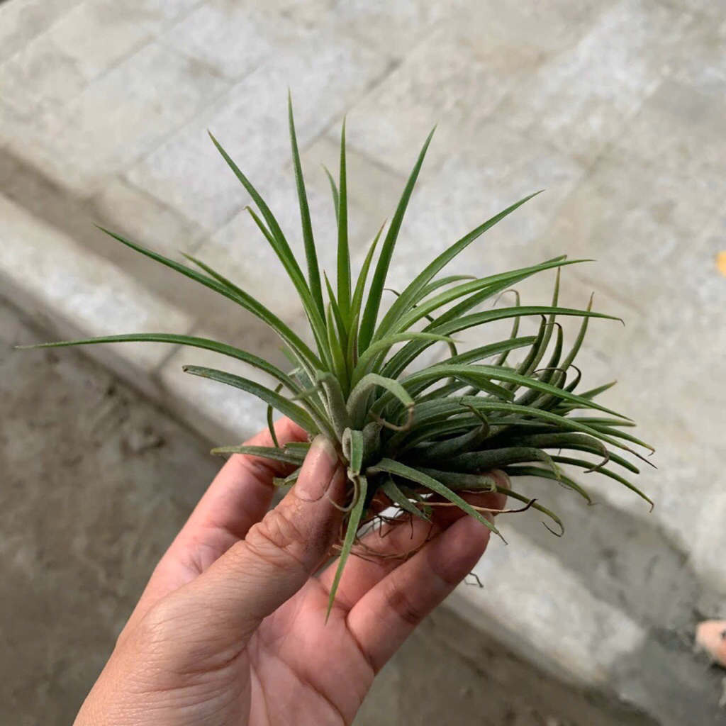 Cây không khí, dễ trồng, trang trí ban công,trong nhà hay bể bán cạn,terrarium, tiểu cảnh