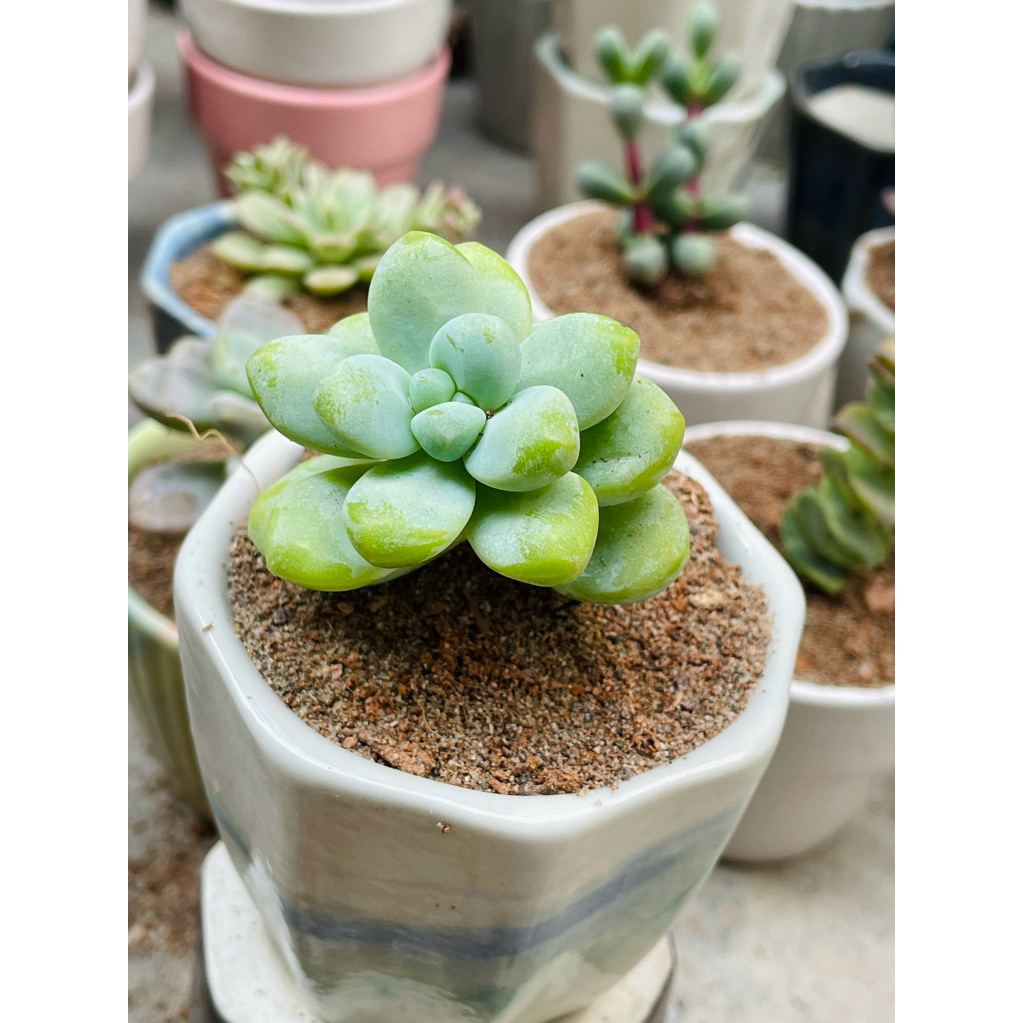 Chậu Sen Đá Mini SENPAI GARDEN, trồng với chậu men sứ deco cực đẹp, nhận về chăm cực dễ, Lỗi 1 Đổi 1
