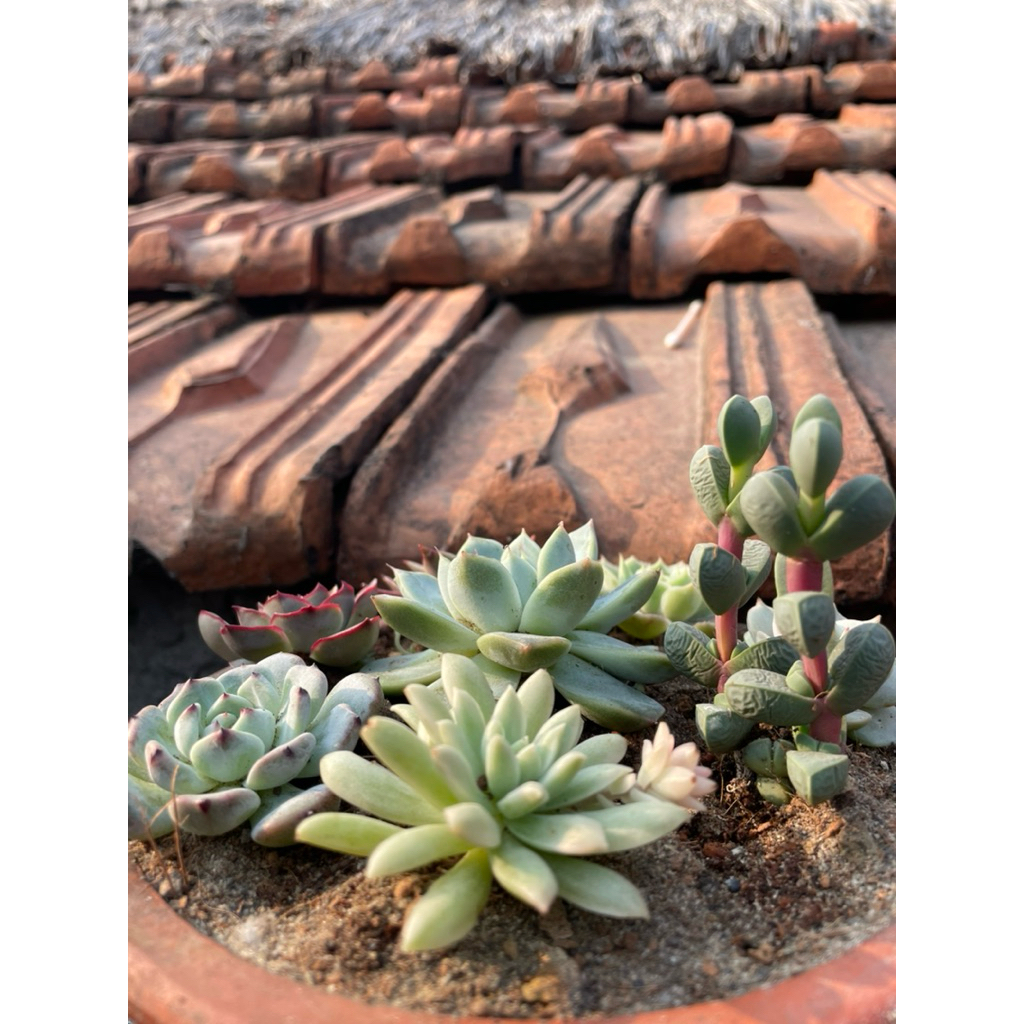 Sen Đá Mini 5 Loại Khác Nhau SENPAI GARDEN tặng giá thể, Combo 5 Cây Sen Đá Mini Đẹp, Lỗi 1 Đổi 1