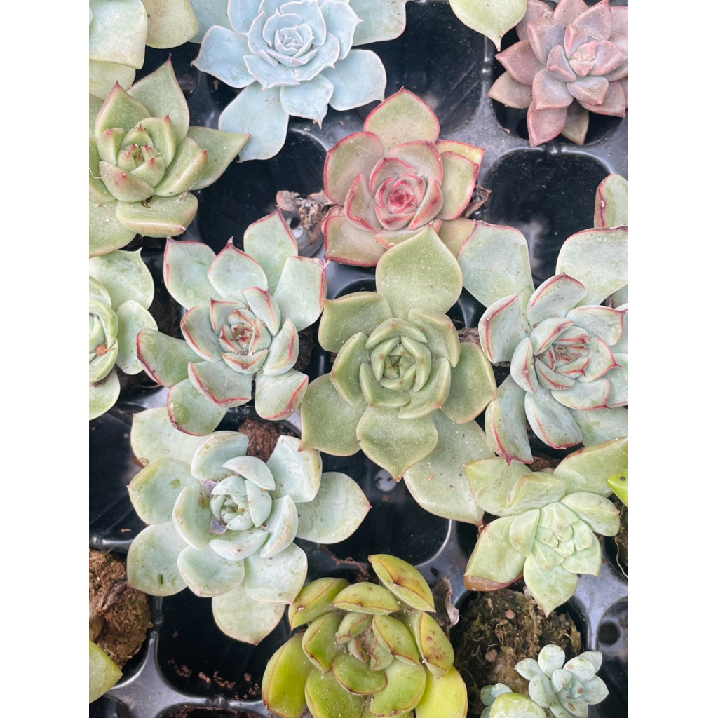 Sen Đá Mini 5 Loại Khác Nhau SENPAI GARDEN tặng giá thể, Combo 5 Cây Sen Đá Mini Đẹp, Lỗi 1 Đổi 1