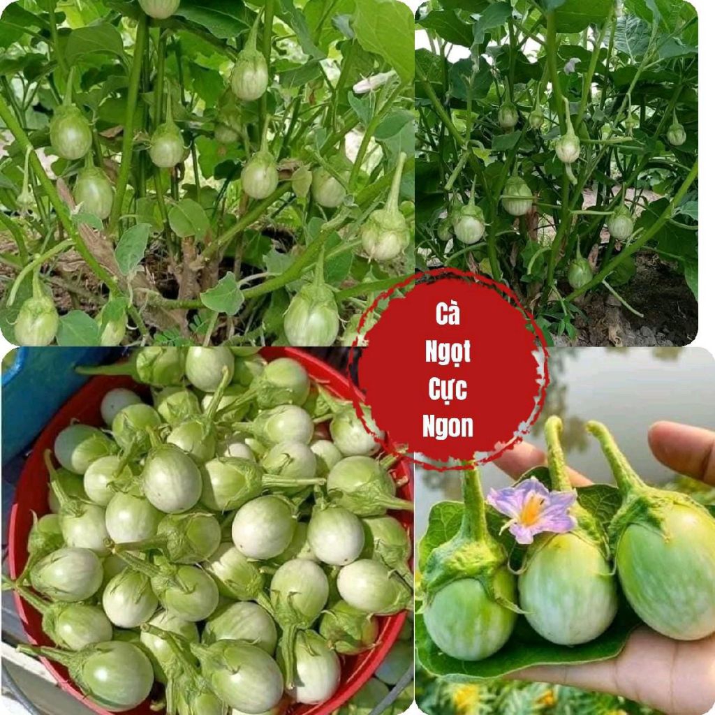 Hạt Giống Cà Ngọt Tròn nhỏ Thái Lan Ăn Sống Cực Ngon Đặc Sản Của Người Thái Rất Dễ Trồng