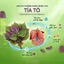 Trà Tía Tô Túi Lọc AMMU – Trà Thảo Mộc Tự Nhiên, Hương Dịu Dễ Uống, Hộp 20 Túi