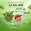 Trà Cà Gai Leo Túi Lọc Ammu – Thảo Mộc Tự Nhiên, Vị Dịu Dễ Uống, Phù Hợp Dùng Mỗi Ngày