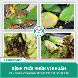 (100ml) Nano Đồng Trị Nấm Cây Trồng BS06 - Tẩy Rửa Vườn Giúp Xanh Dày Lá, Tẩy Rong Rêu, Không gây nóng cây