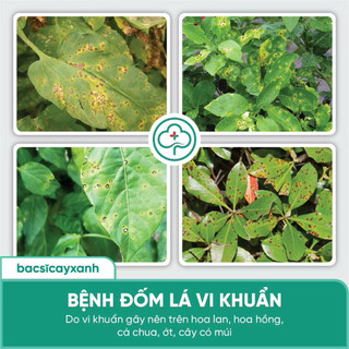 (100ml) Nano Đồng Trị Nấm Cây Trồng BS06 - Tẩy Rửa Vườn Giúp Xanh Dày Lá, Tẩy Rong Rêu, Không gây nóng cây