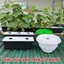 Thùng thủy canh cỡ nhỏ 1-12 lỗ trồng rau tại nhà tiện lợi, dễ sử dụng trồng rau ăn lá, ăn trái