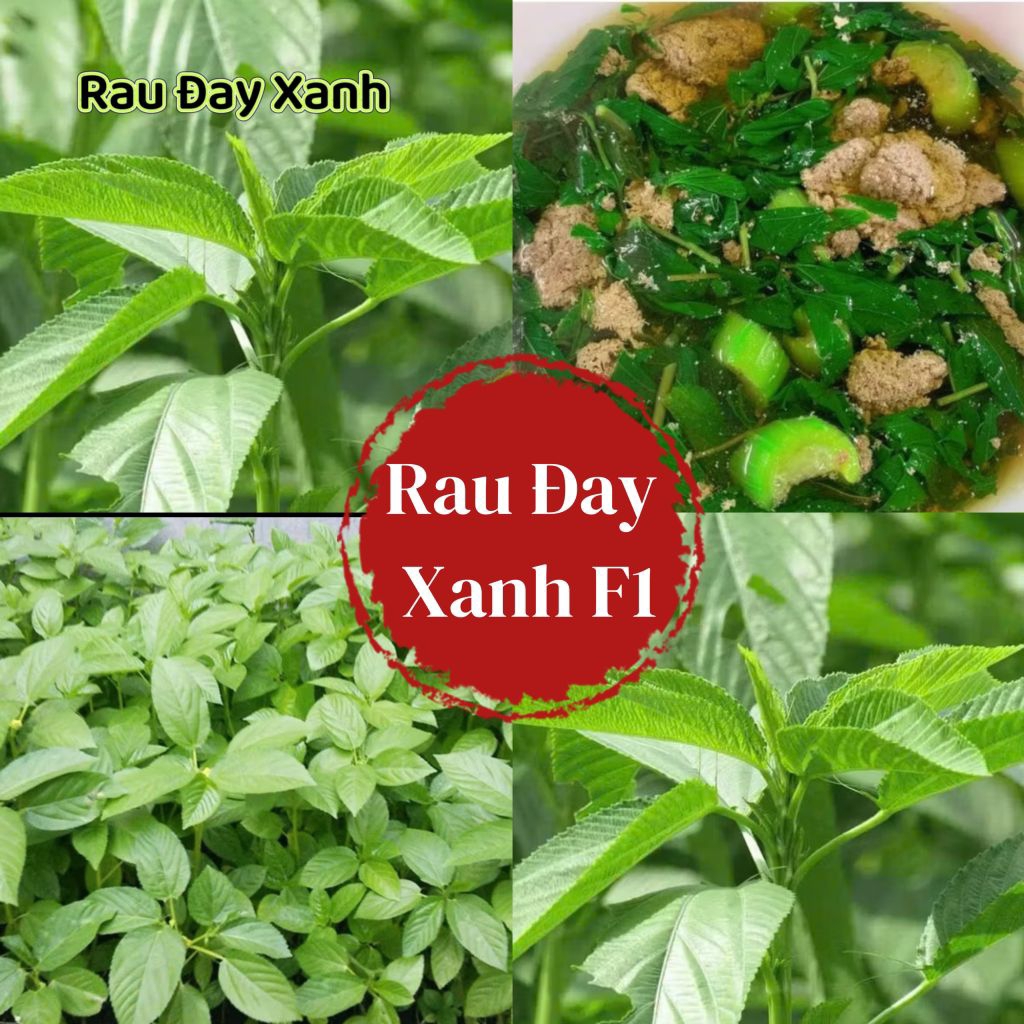 Hạt Giống Rau Đay Xanh F1 Cây Bền Năng Suất Cao