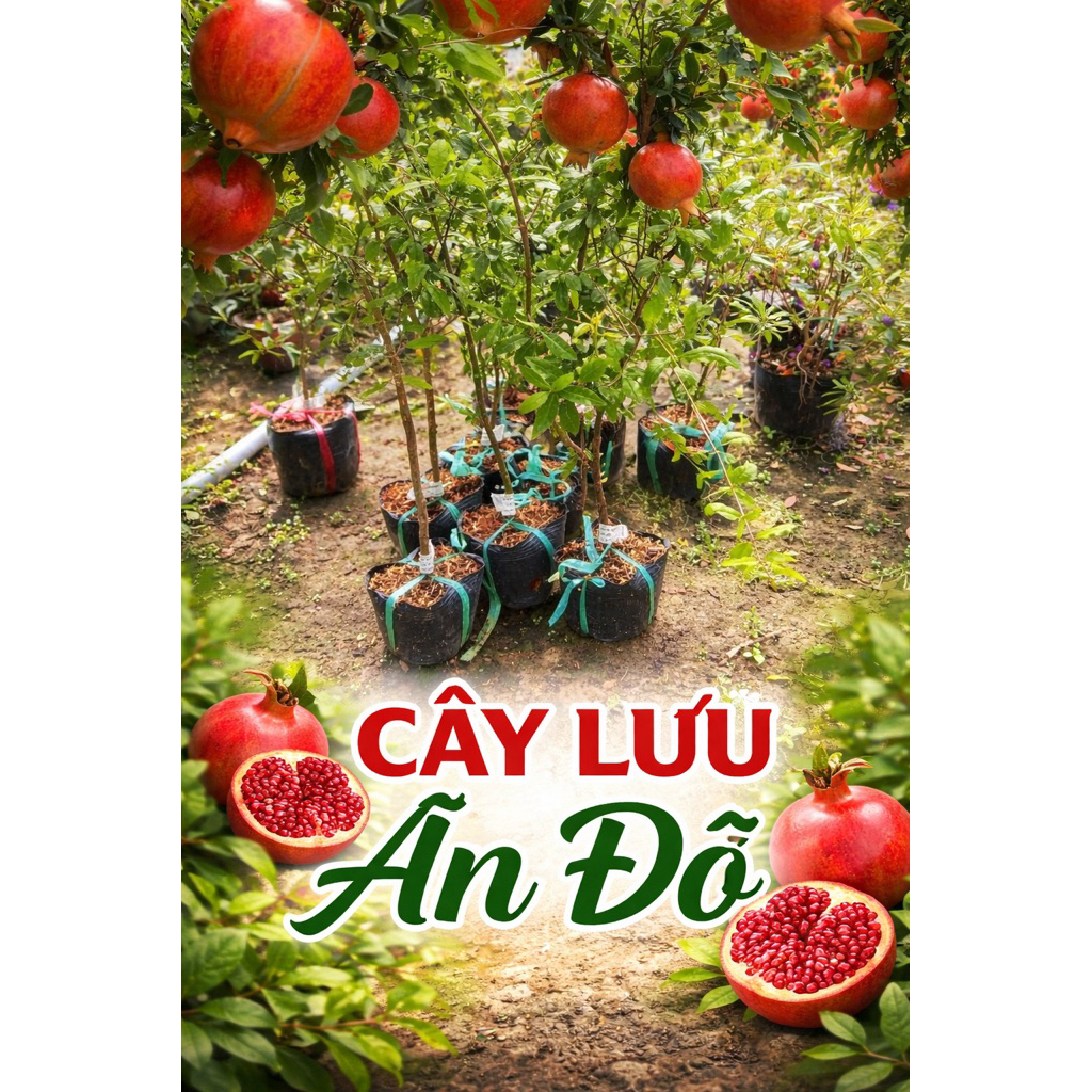 CÂY LỰU ẤN ĐỘ – TRÁI TO, NGỌT ĐẬm.