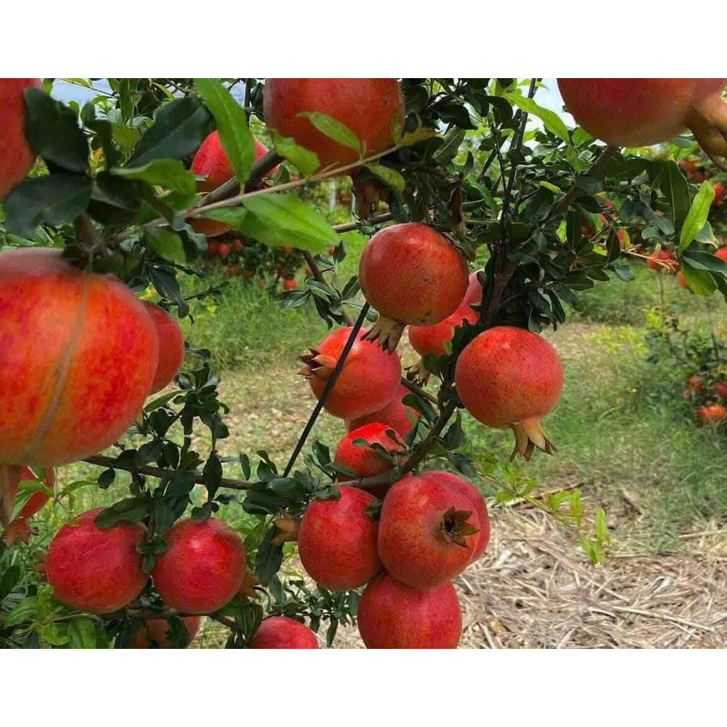 CÂY LỰU ẤN ĐỘ – TRÁI TO, NGỌT ĐẬm.