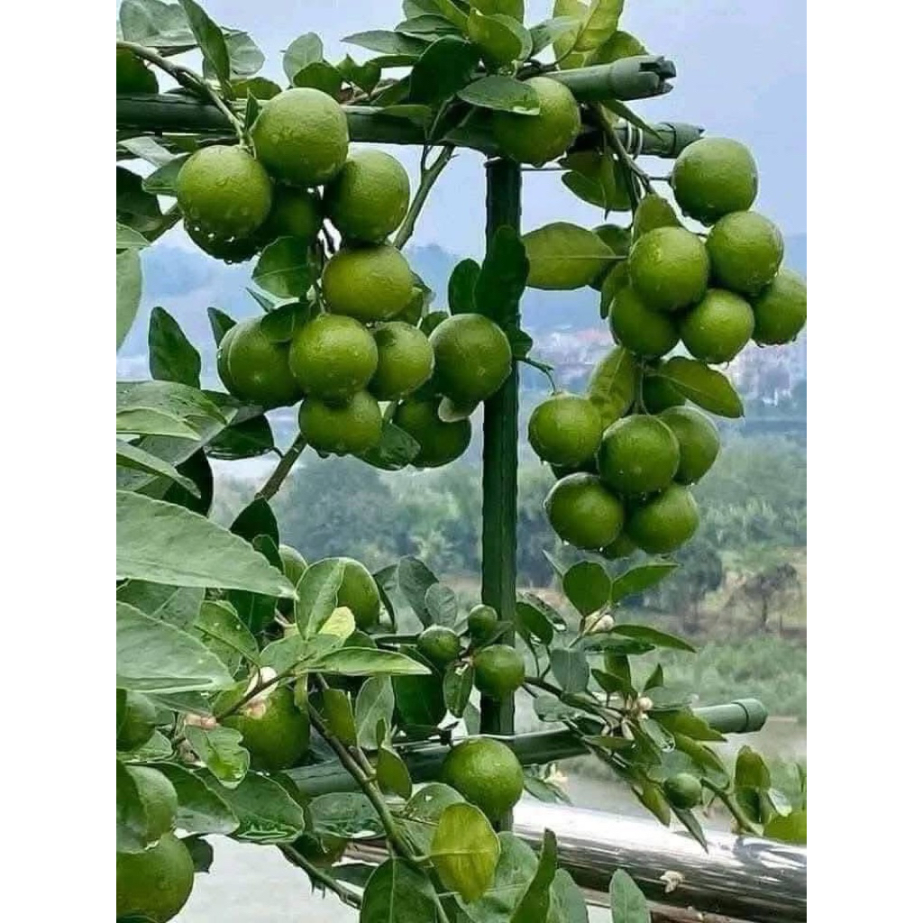 CÂY CHANH GIẤY – SAI TRÁI QUANH NĂM, DỄ TRỒNG – NHANH THU HOẠCH.