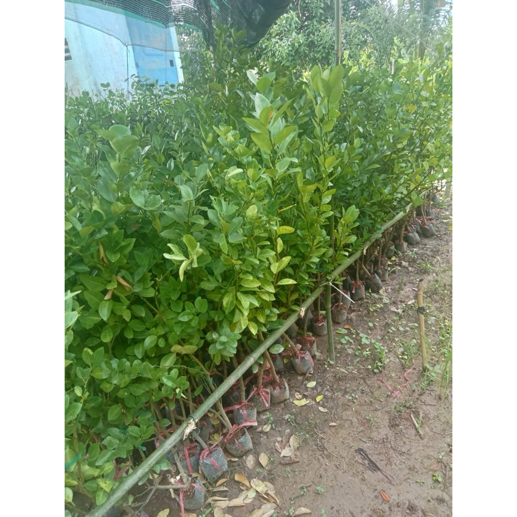 CÂY CHANH GIẤY – SAI TRÁI QUANH NĂM, DỄ TRỒNG – NHANH THU HOẠCH.