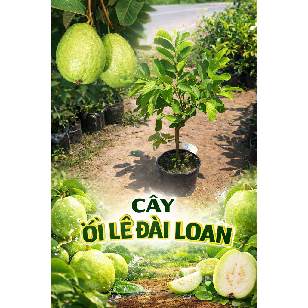 CÂY ỔI LÊ ĐÀI LOAN – TRÁI TO, GIÒN NGỌT.