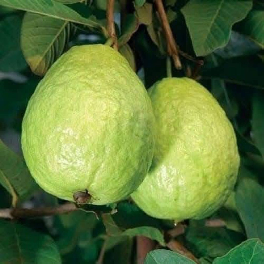 CÂY ỔI LÊ ĐÀI LOAN – TRÁI TO, GIÒN NGỌT.