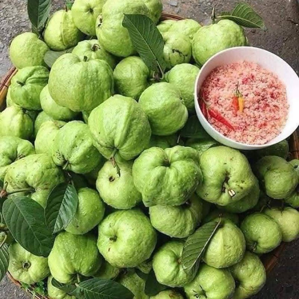 CÂY ỔI NỮ HOÀNG – GIÒN NGỌT, ÍT HẠT, TRÁI TO ĐẸp.