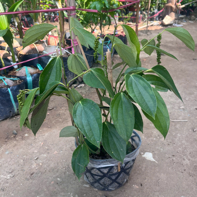 Cây Giống Tiêu Leo Kimbiofarm – Chuẩn Giống, Dễ Trồng, Hạt Cay Thơm, Nhanh Thu Hoạch
