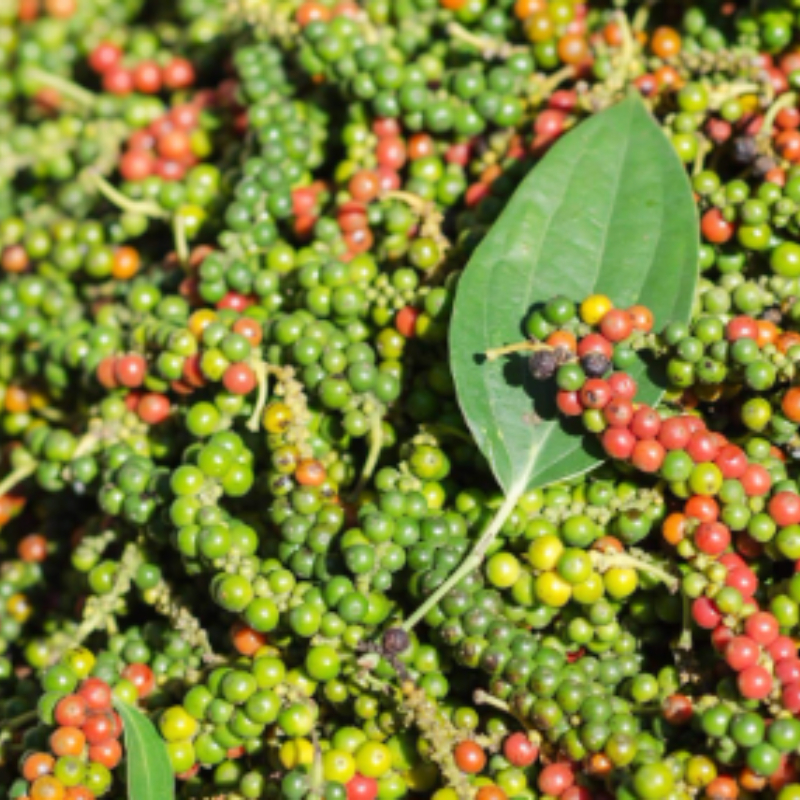 Cây Giống Tiêu Leo Kimbiofarm – Chuẩn Giống, Dễ Trồng, Hạt Cay Thơm, Nhanh Thu Hoạch
