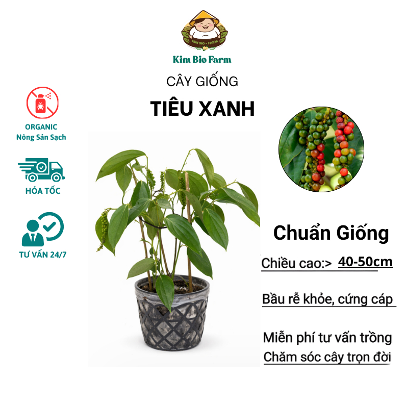 Cây Giống Tiêu Leo Kimbiofarm – Chuẩn Giống, Dễ Trồng, Hạt Cay Thơm, Nhanh Thu Hoạch