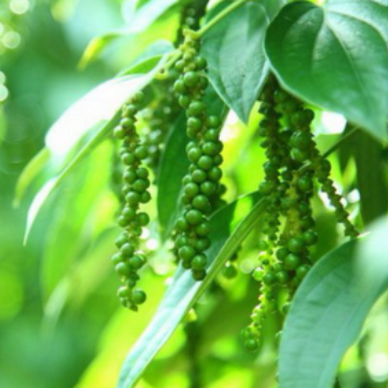 Cây Giống Tiêu Leo Kimbiofarm – Chuẩn Giống, Dễ Trồng, Hạt Cay Thơm, Nhanh Thu Hoạch