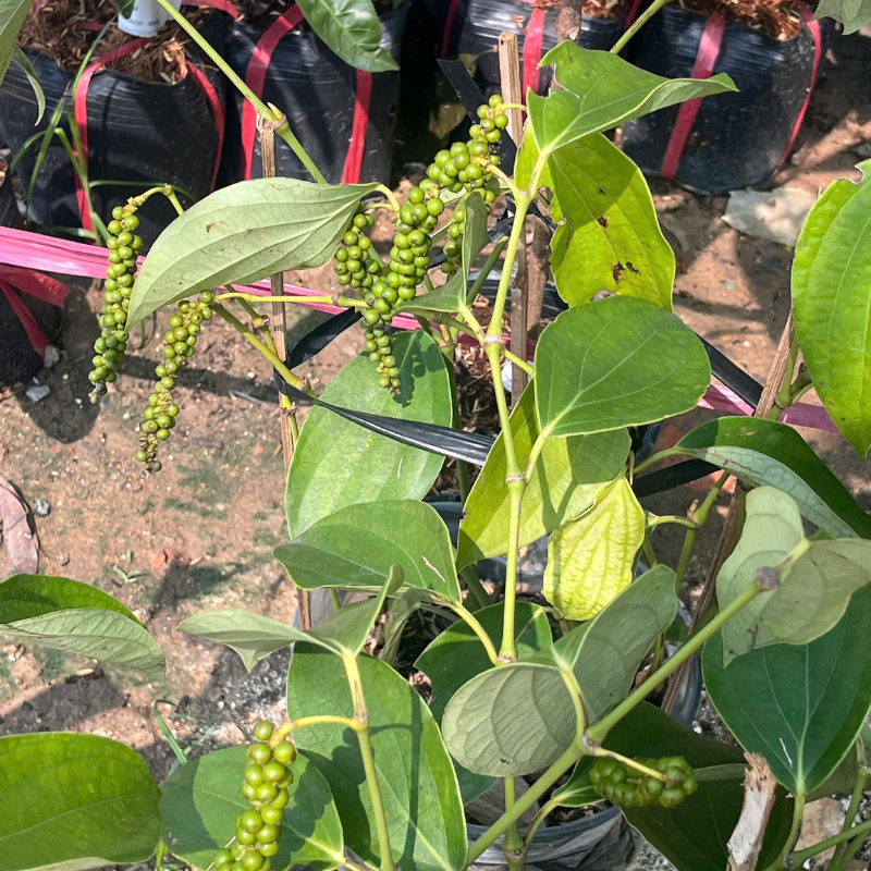 Cây Giống Tiêu Leo Kimbiofarm – Chuẩn Giống, Dễ Trồng, Hạt Cay Thơm, Nhanh Thu Hoạch