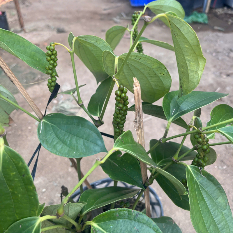 Cây Giống Tiêu Leo Kimbiofarm – Chuẩn Giống, Dễ Trồng, Hạt Cay Thơm, Nhanh Thu Hoạch
