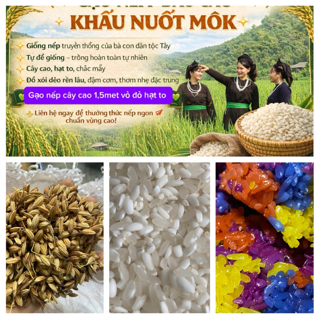🌾Gạo nếp dâu khẩu nuốt mòk,khẩu kại,khẩu lao muk Tây Bắc – Dẻo rền lâu thơm nhẹ – Nấu xôi ngũ sắc – Hạt to, sạch