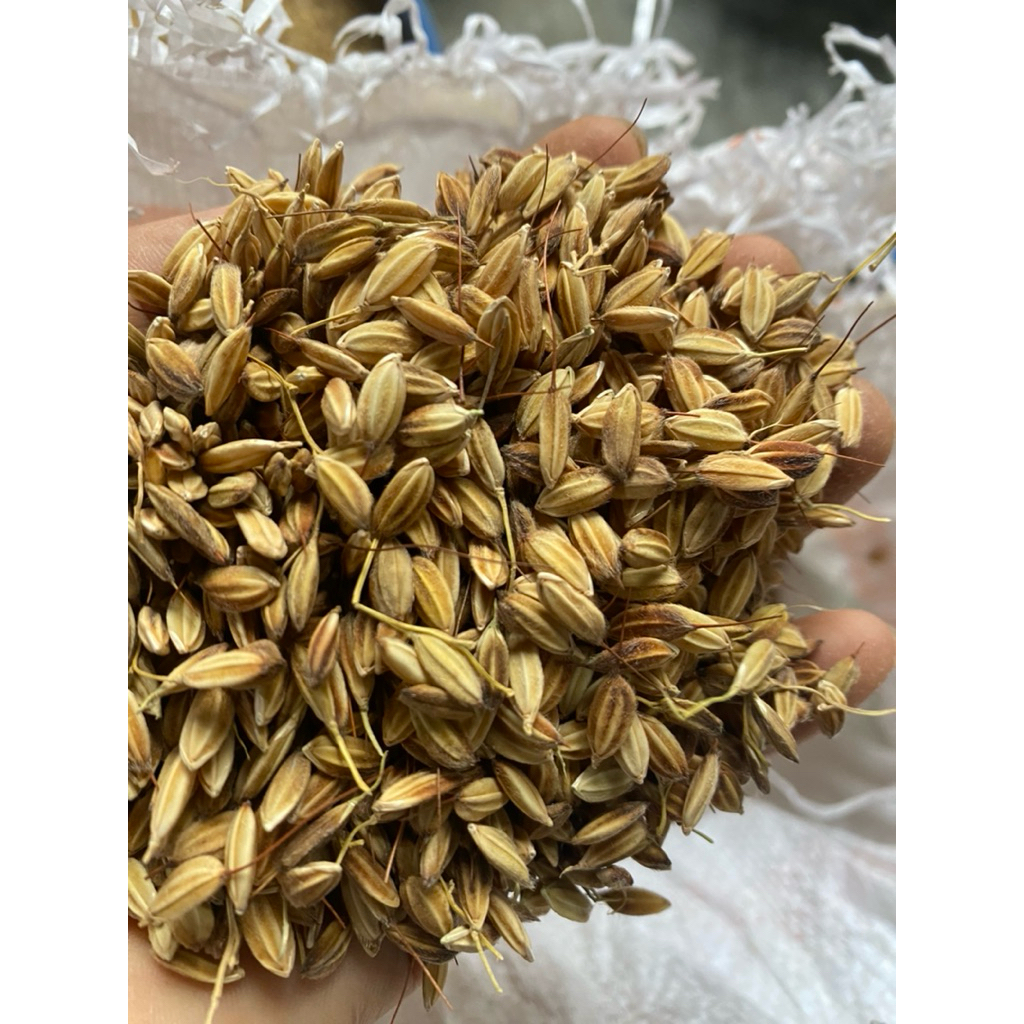 🌾Gạo nếp dâu khẩu nuốt mòk,khẩu kại,khẩu lao muk Tây Bắc – Dẻo rền lâu thơm nhẹ – Nấu xôi ngũ sắc – Hạt to, sạch