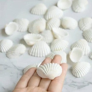 Ốc Xà Cừ, Vỏ Sò, Nhím Biển, San Hô siêu xinh trang trí chụp ảnh