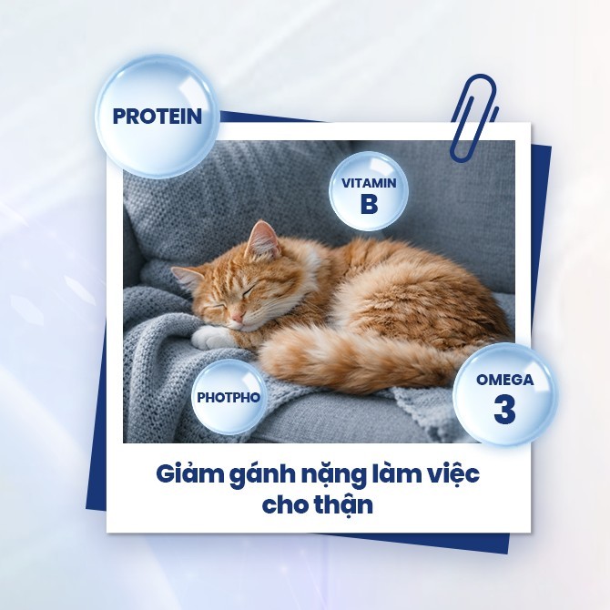 [1.4KG] V.O.M - Thức ăn hạt cho mèo hỗ trợ trị liệu cho thận và phục hồi cơ thể VOM