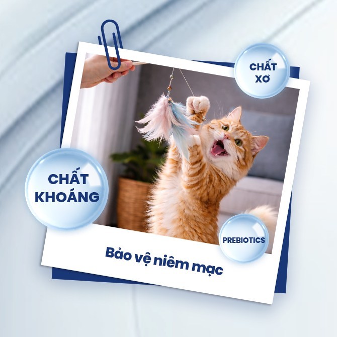 [1.4KG] V.O.M - Thức ăn hạt cho mèo hỗ trợ trị liệu cho thận và phục hồi cơ thể VOM