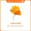 Viên uống Healthy Care Ginkgo Biloba 2000mg hỗ trợ tuần hoàn máu não (Lọ 100 viên) - Nhập khẩu Úc